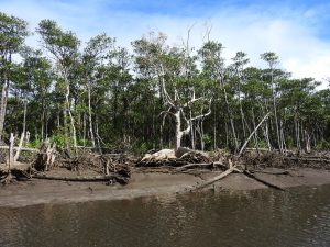 DSCN0294_iriomote_re