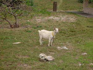 PICT1173_re